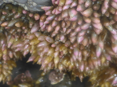 Acanthinucella