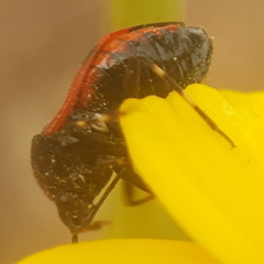 Deraeocoris rutilus
