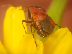 Deraeocoris rutilus