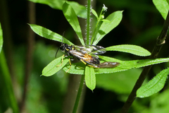 Tenthredo maculata