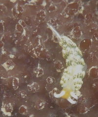Diaphoreolis flavovulta