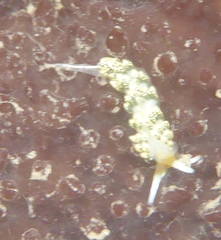Diaphoreolis flavovulta