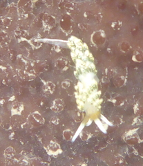Diaphoreolis flavovulta