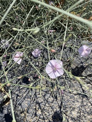 Convolvulus dorycnium