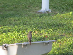 Phoenicurus ochruros