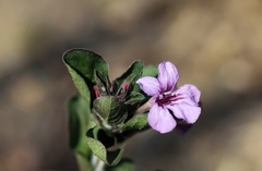 Dyschoriste schiedeana