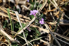 Dyschoriste schiedeana
