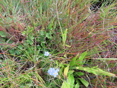 Myosotis semiamplexicaulis
