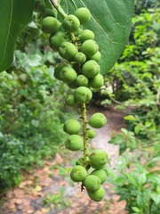 Coccoloba uvifera
