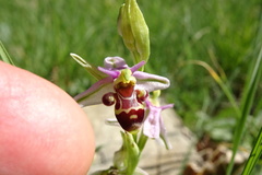 Ophrys scolopax