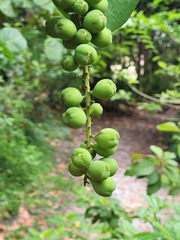Coccoloba uvifera