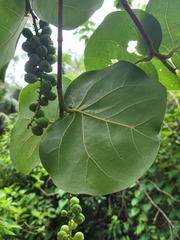 Coccoloba uvifera