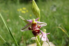 Ophrys scolopax