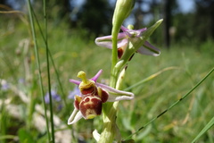 Ophrys scolopax