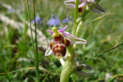 Ophrys scolopax