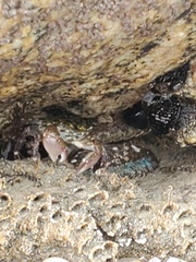 Pachygrapsus crassipes