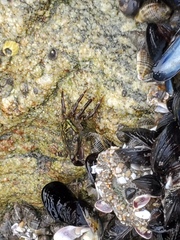 Pachygrapsus crassipes