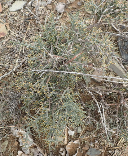 Image of Porcupine Rootthug by (c) Nicola van Berkel, some rights reserved (CC BY-SA)