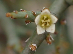 Thesium hystrix