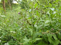 Cynoglossum germanicum