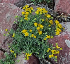 Picradeniopsis oppositifolia