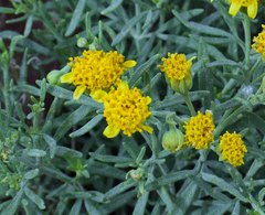 Picradeniopsis oppositifolia