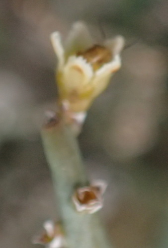 Image of Thesium hystrix by (c) Nicola van Berkel, some rights reserved (CC BY-SA)