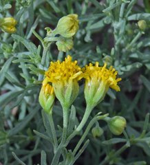 Picradeniopsis oppositifolia