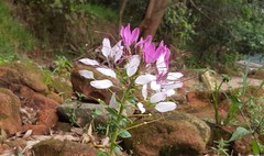 Cleome spinosa