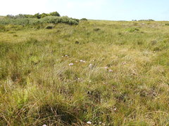Sidalcea calycosa rhizomata