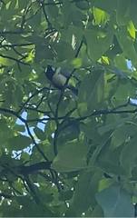 Parus major
