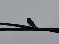 Hirundo rustica