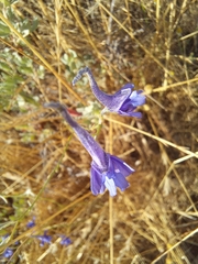 Delphinium peregrinum