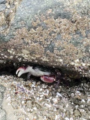 Pachygrapsus crassipes