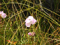 Sidalcea calycosa rhizomata