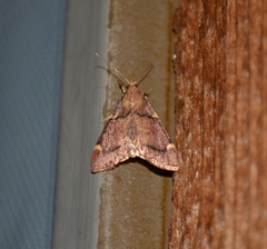 Hypsopygia intermedialis