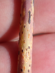 Puccinia allii
