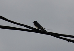 Hirundo rustica