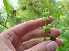 Cynoglossum germanicum