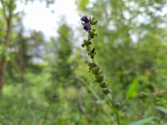 Cynoglossum germanicum