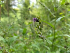 Cynoglossum germanicum