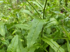 Cynoglossum germanicum