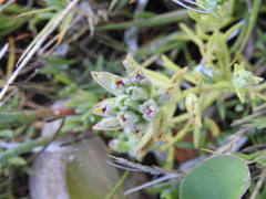 Chloropyron maritimum