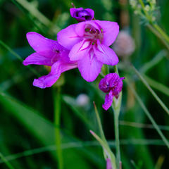 Gladiolus palustris