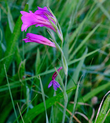 Gladiolus palustris