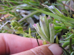 Chloropyron maritimum