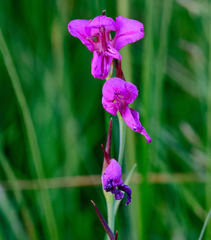Gladiolus palustris