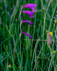 Gladiolus palustris