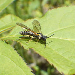 Strongylogaster multicincta