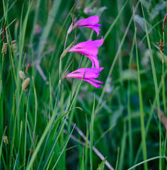 Gladiolus palustris